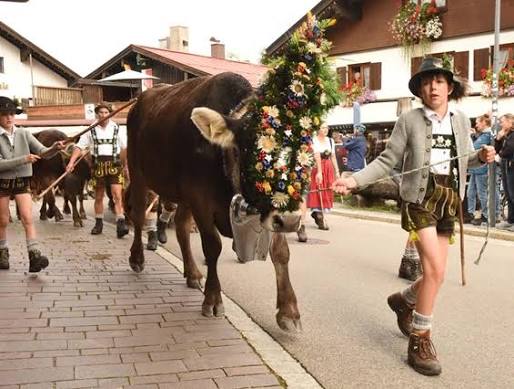 Viehscheid im Allgäu
